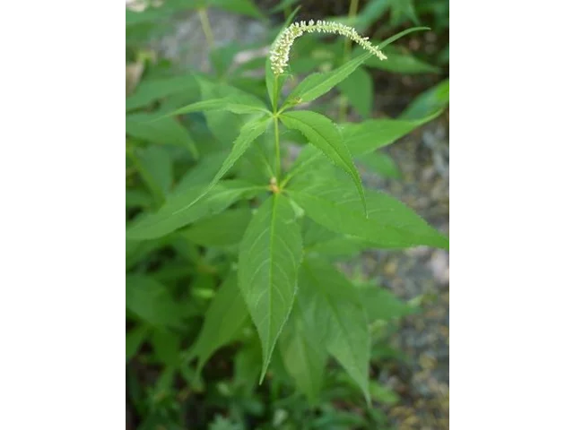 白花腹水草
