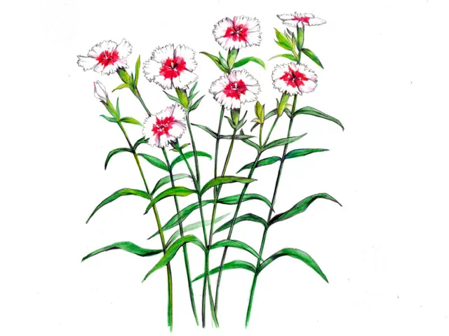 Dianthus chinensis(Sekichiku)