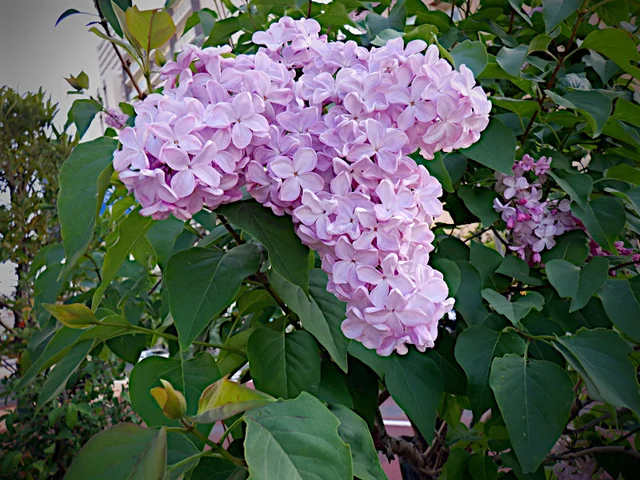 lilac