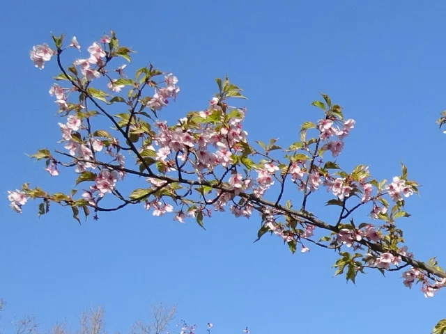 河津樱花