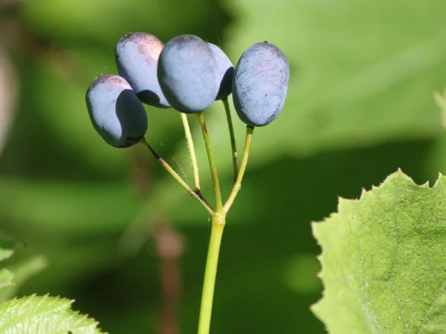 Diphylleia grayi