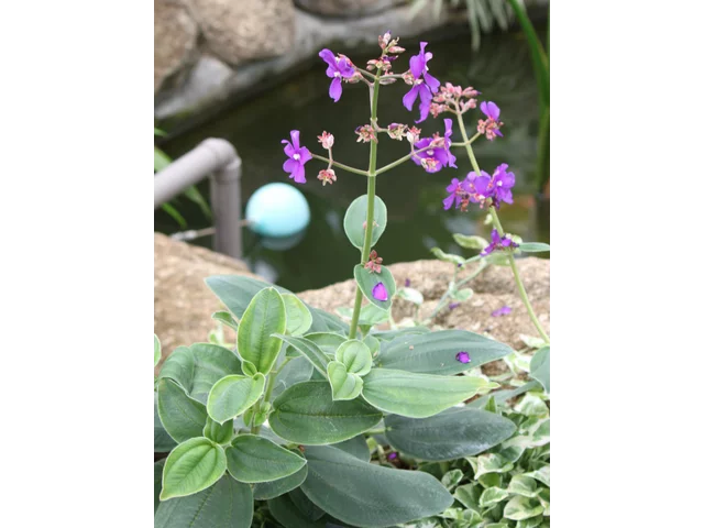 シコンノボタン