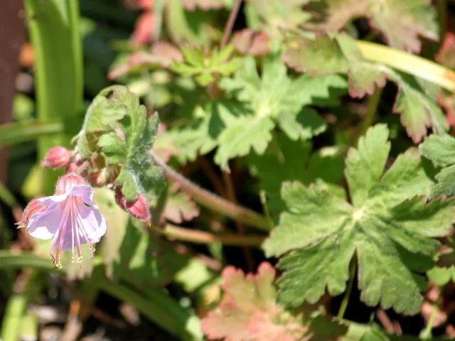 Geranium macrorrhizum