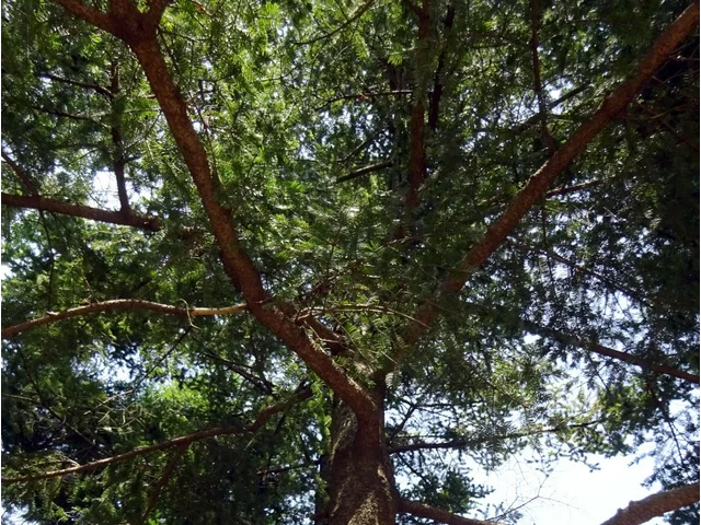 Nikko Fir Abies homolepis