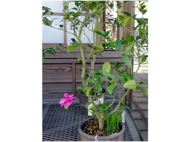 山茶花 "武蔵野"