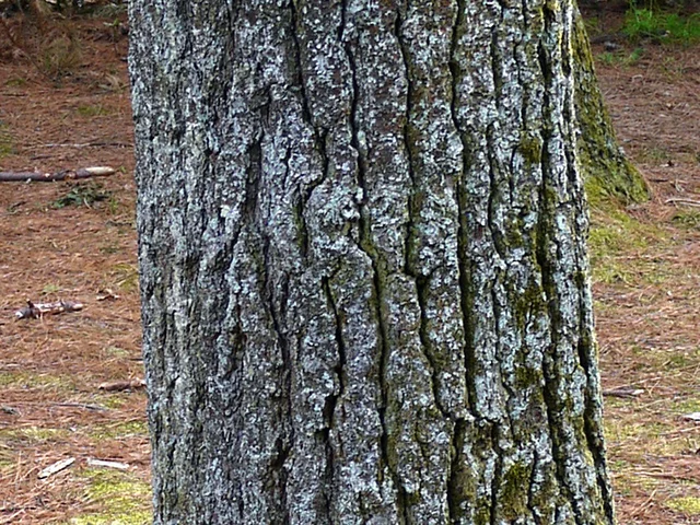 Eastern White pine