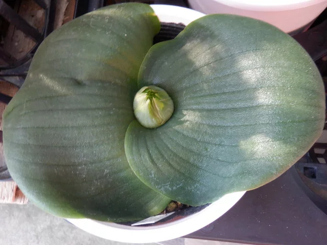 Massonia longipes