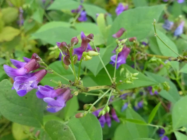 歪头菜