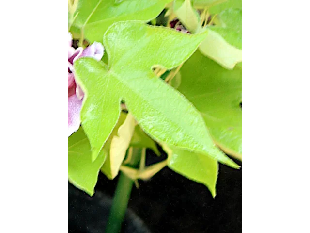 変化牵牛花 '亲牡丹'