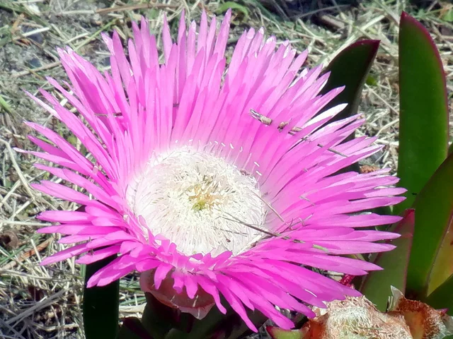 oNMNi׋eAwFCarpobrotusj