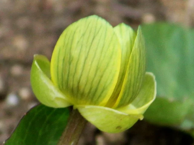 榕叶毛茛