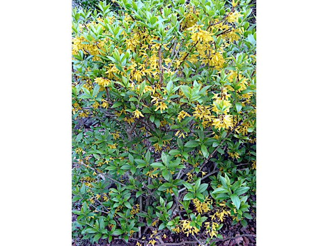 Chinese syringa