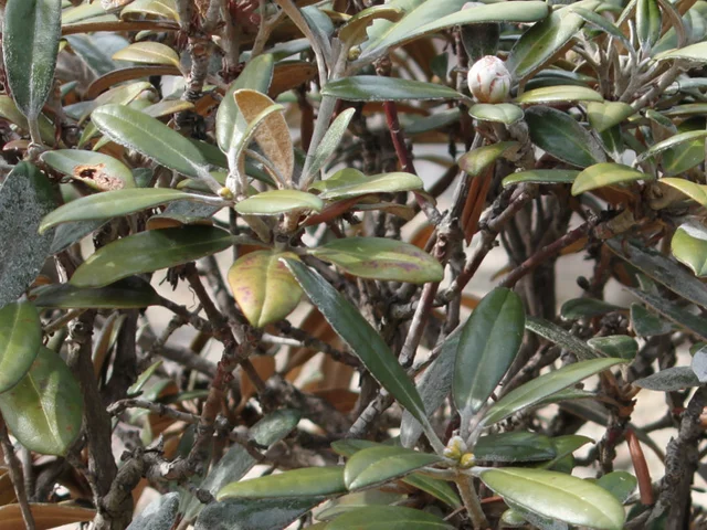 Rhododendron yakushimanum