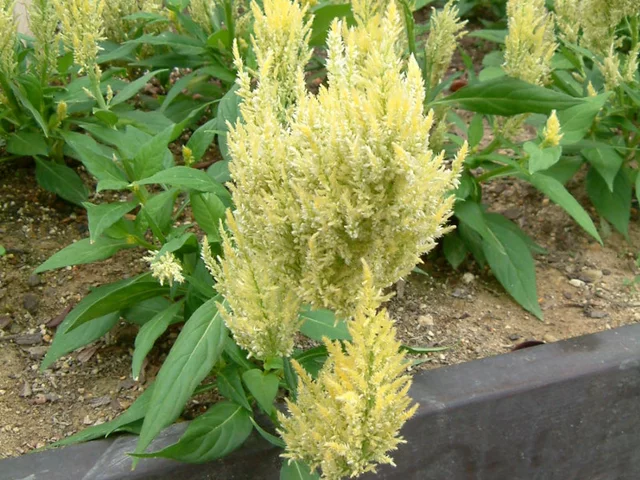 Feather cockscomb