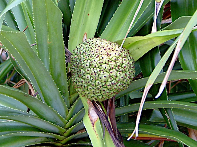 Pandanus