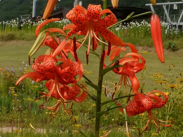 Lilium leichtlinii