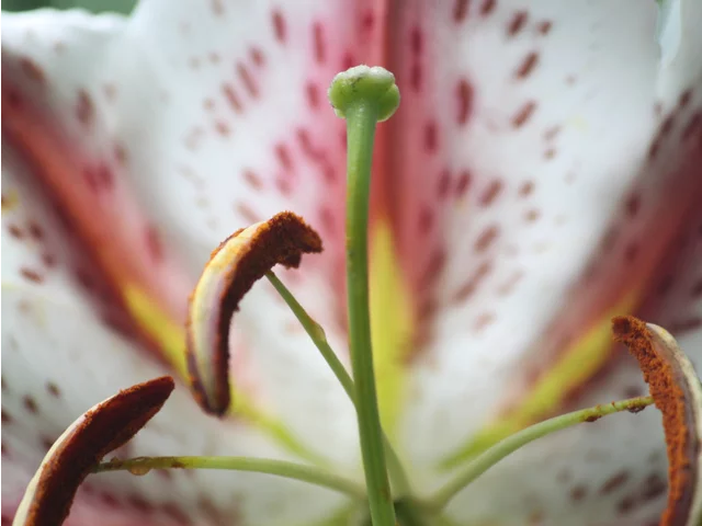 紅筋天香百合