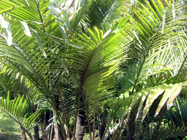 山棕