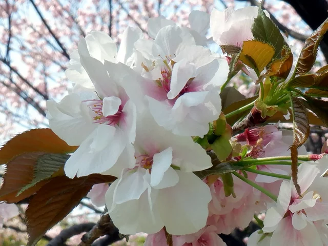 旗桜