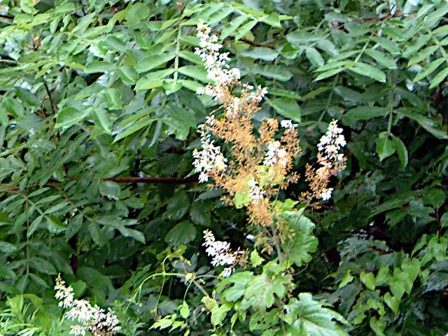Macleaya cordata