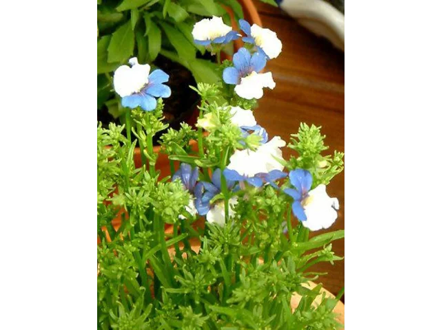 龙面花 ’KLM’