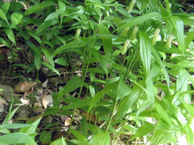Disporum sessile