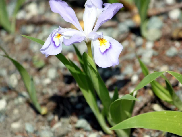 Iris cristata