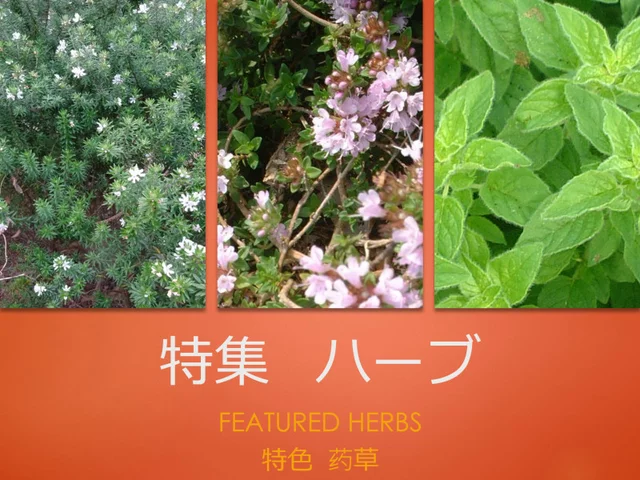 Japanese pepper