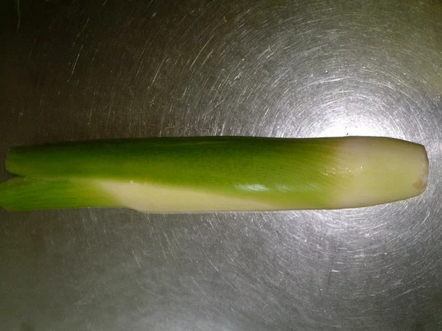 Zizania latifolia