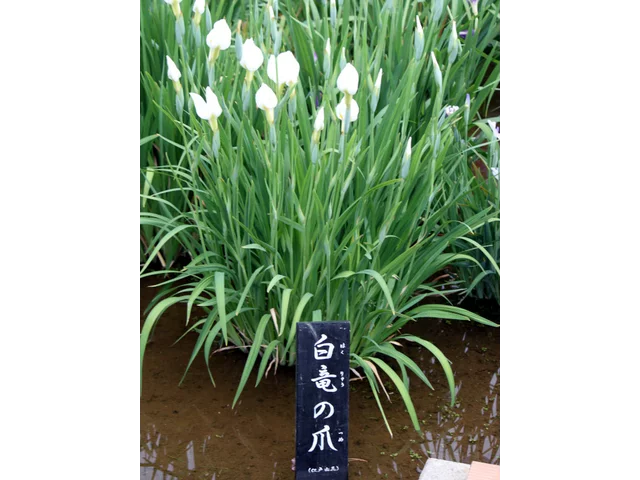 Iris ensata 'Hakuryu no tsume'