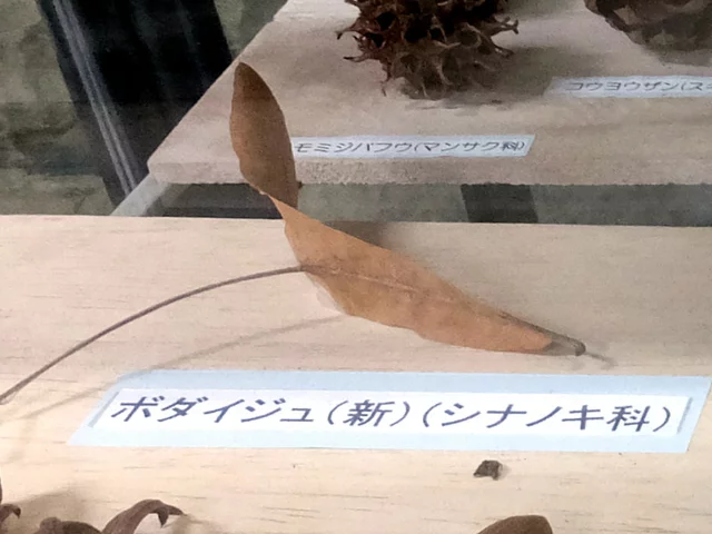 ボダイジュ