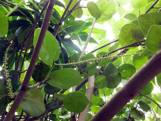 Coccoloba uvifera