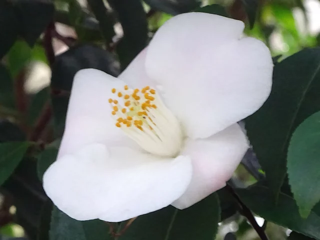 椿
