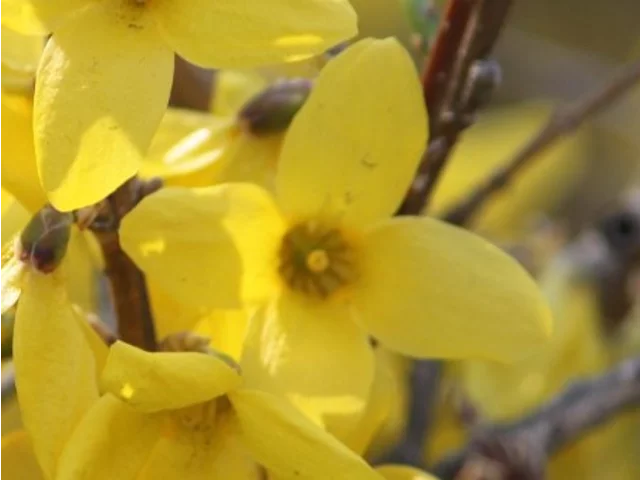 Korean Forsythia