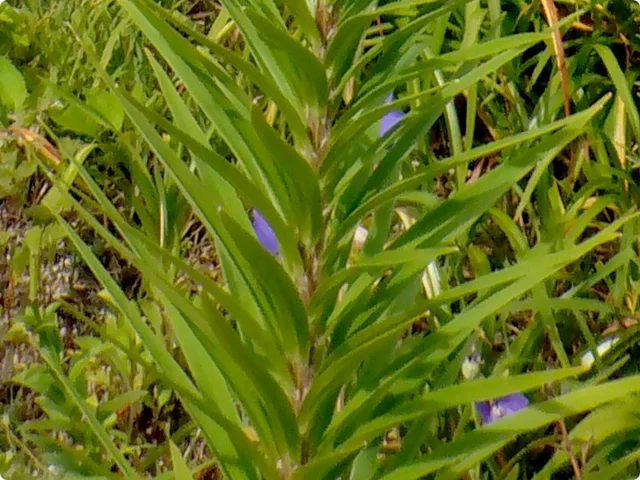 Lilium leichtlinii