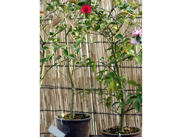 C. sasanqua 'Kanjirou'