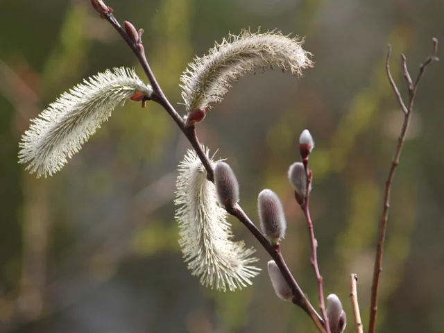 Pussy willow
