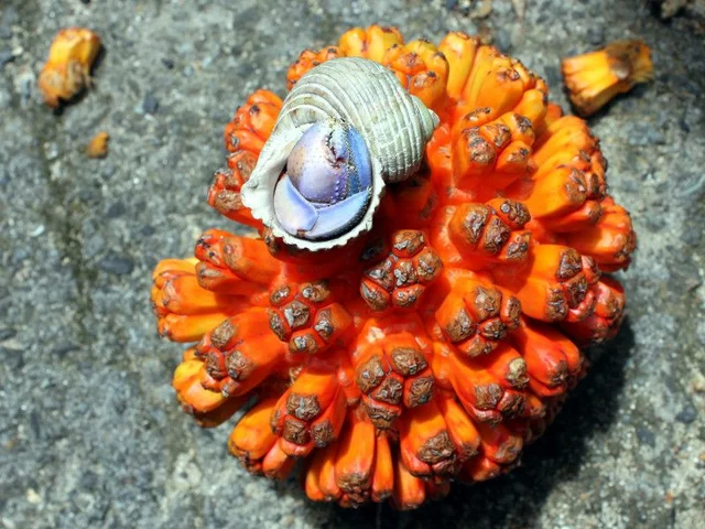 Pandanus