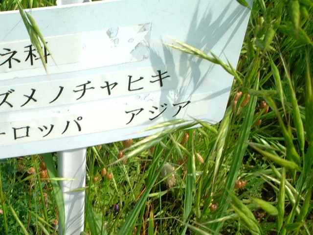 スズメノチャヒキ