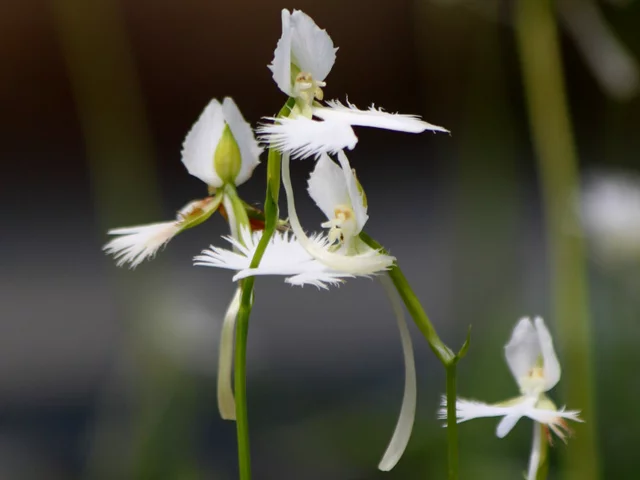 White Egret Flower