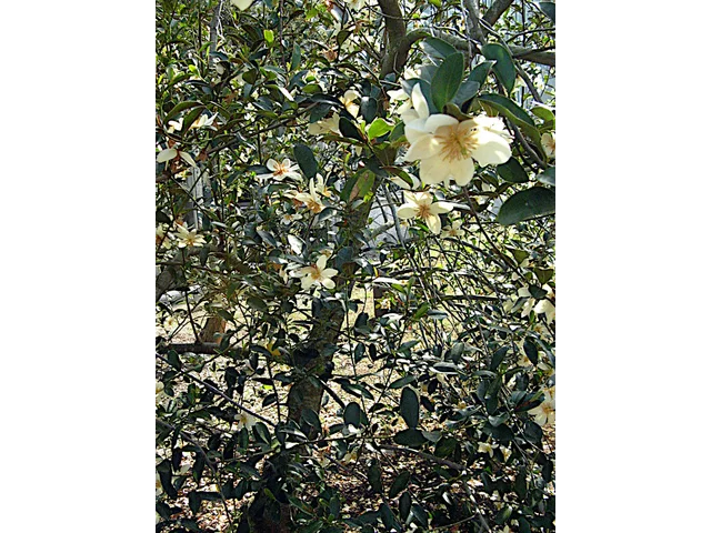 Michelia yunnanensis