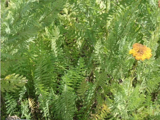 洋蓍草