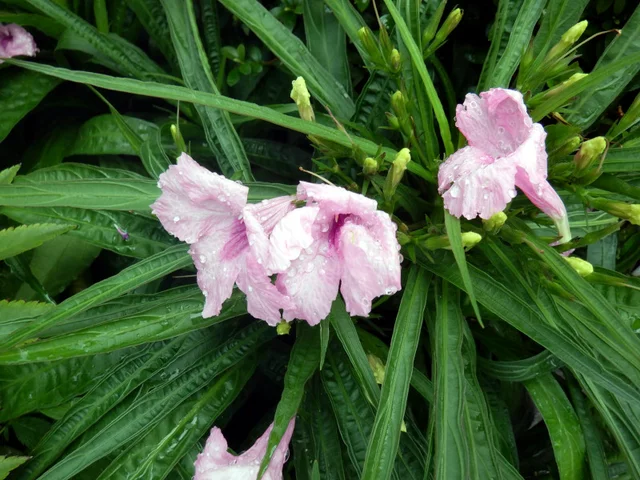 Ruellia brittonia