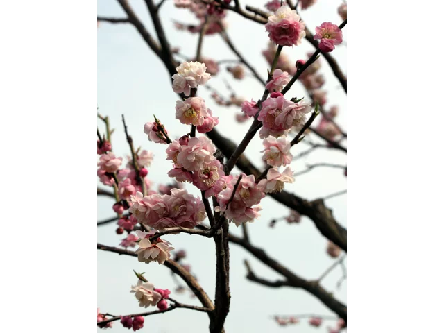 梅 懐中抱子