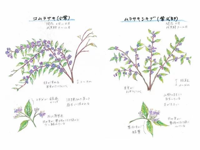 Callicarpa dichotoma