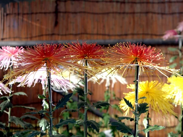 彩胡三枝 菊>大菊>管物