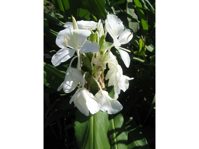 White ginger lily