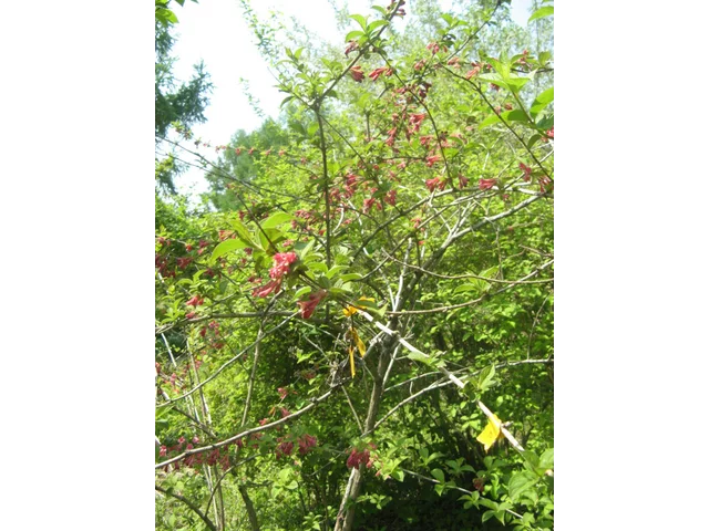 Weigela floribunda