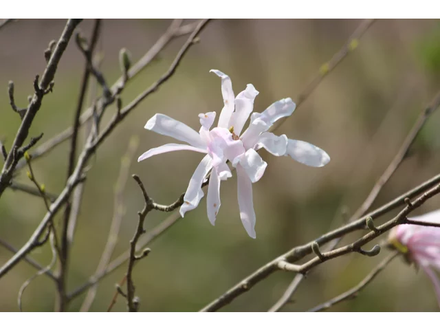 Star Magnolia