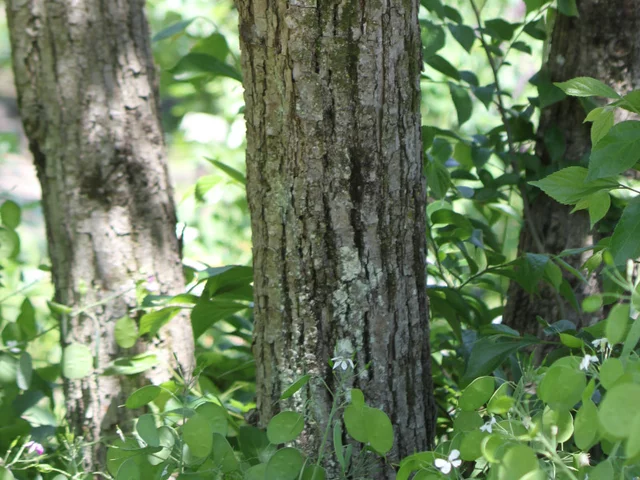 Tilia japonica